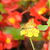 Fiery Skipper