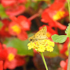 Fiery Skipper