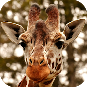 Giraffe wallpaper  Icon