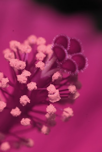 Dentro il fiore.. di Sliver