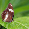 Great eggfly