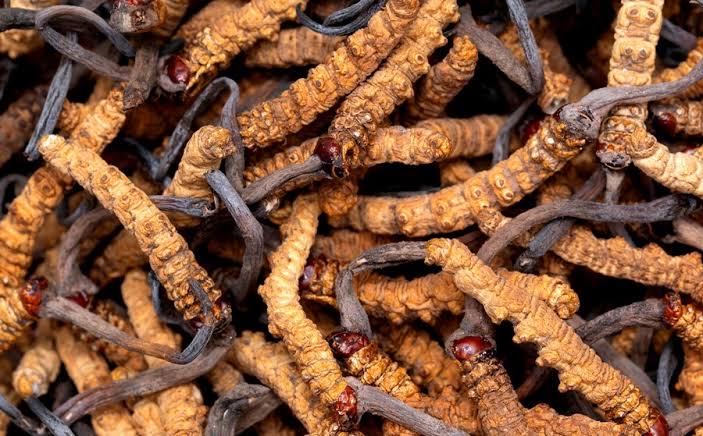 Cordyceps sinensis