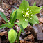 Hellebore