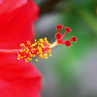 Hibiscus syriacus di 