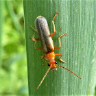 Soldier Beetle