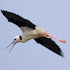 Black-winged Stilt