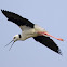 Black-winged Stilt