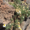 Margarita del teide