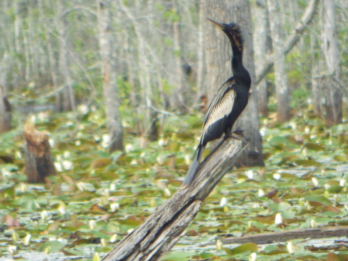 Anhinga