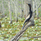 Anhinga