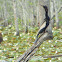 Anhinga