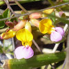 Seaside bird's foot trefoil