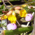 Seaside bird's foot trefoil