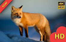 Cute Red Fox Wallpaper New Tab small promo image