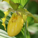 Greater Yellow Lady's Slipper