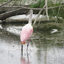 Roseate Spoonbill