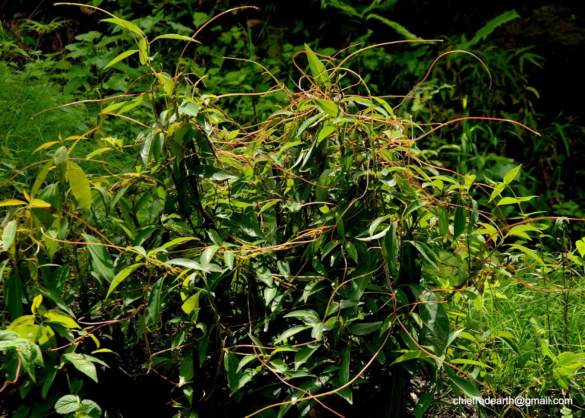 dodder, wizard's net, devil's guts, devil's hair