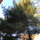 White Pine