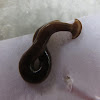 Hammerhead Worm