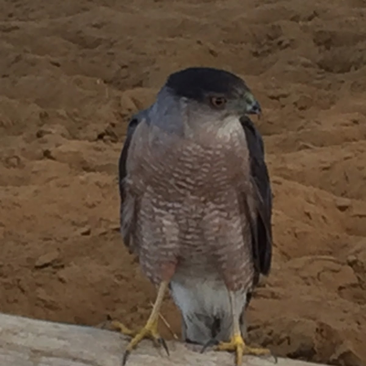 Cooper's Hawk