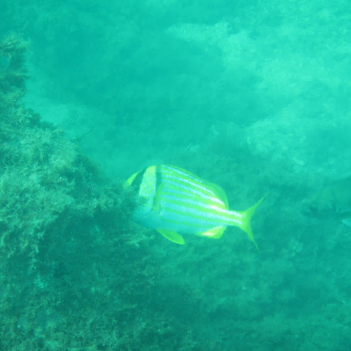 Porkfish