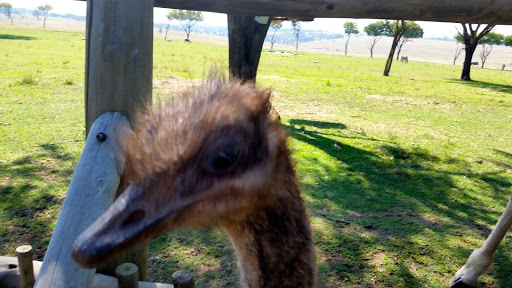 Lion Park South Africa 2015