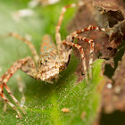 Lynx Spider