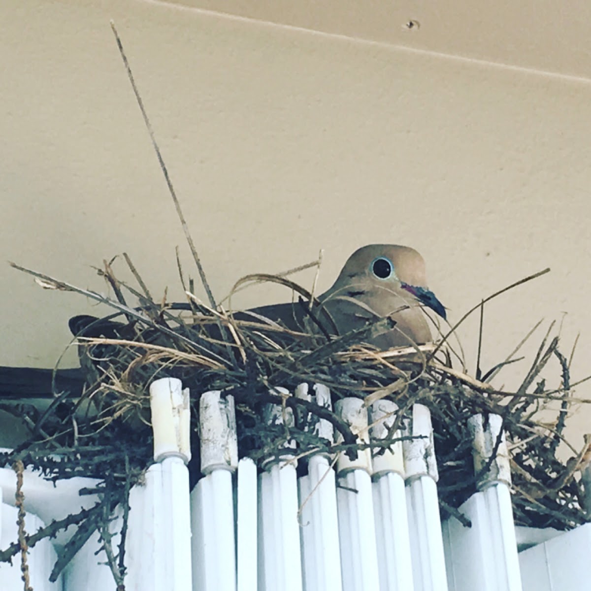 Mourning Dove