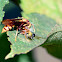 Paper Wasp