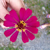 Zinnia