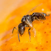 Stingless Bee