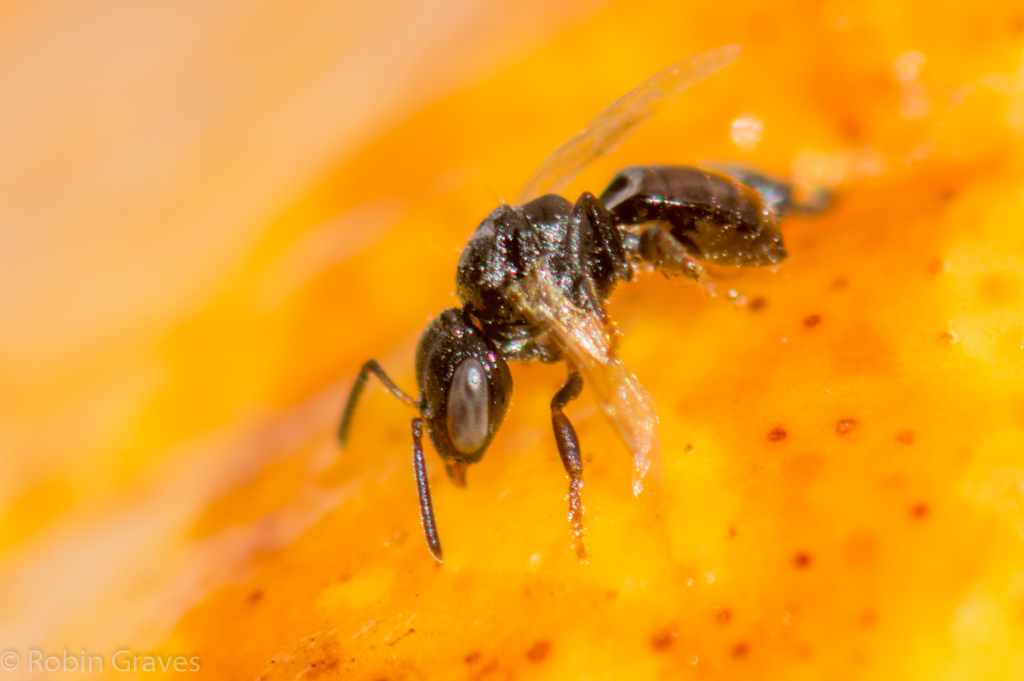 Stingless Bee