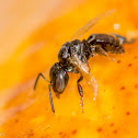 Stingless Bee