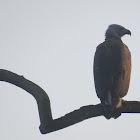 Grey-headed Fish Eagle