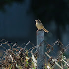 Prinia 鷦鶯