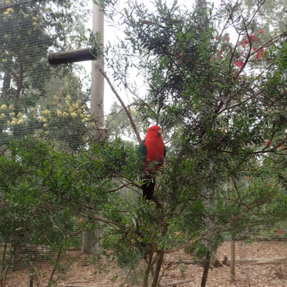 King parrot