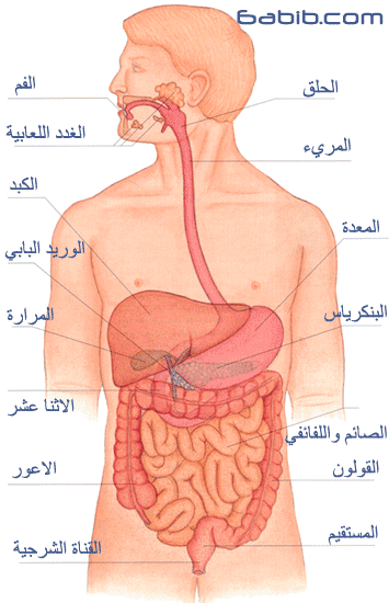 المجلة التربوية ورقة تلخيص عن الجهاز الهضمى