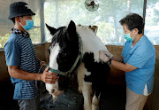 A veterinarian Aree Laikul from Kasetsart University's faculty of Veterinary Medicine vaccinates a horse, amid an outbreak of the deadly African Horse Sickness (AHS) in the country, which is not transmitted to humans, at Farm Mor Por stable in Khao Yai National Park, parallel to the outbreak of the coronavirus disease (COVID-19), in Nakhon Ratchasima, Thailand April 20, 2020. 