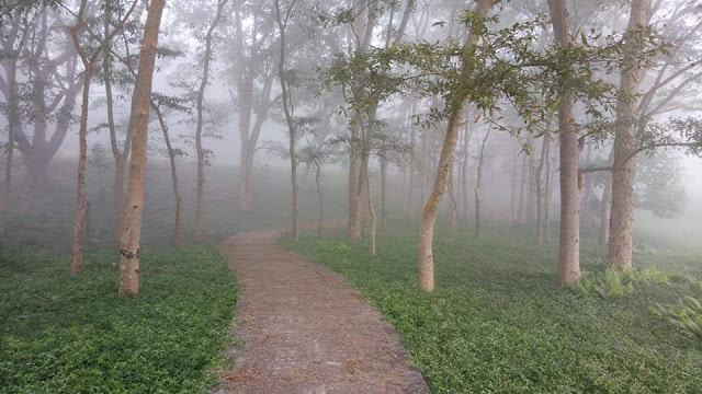 Beautiful View of a foggy morning at Damanjodi