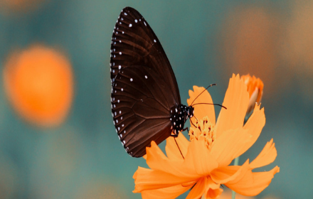 Good Morning Butterfly Image Chrome Theme small promo image