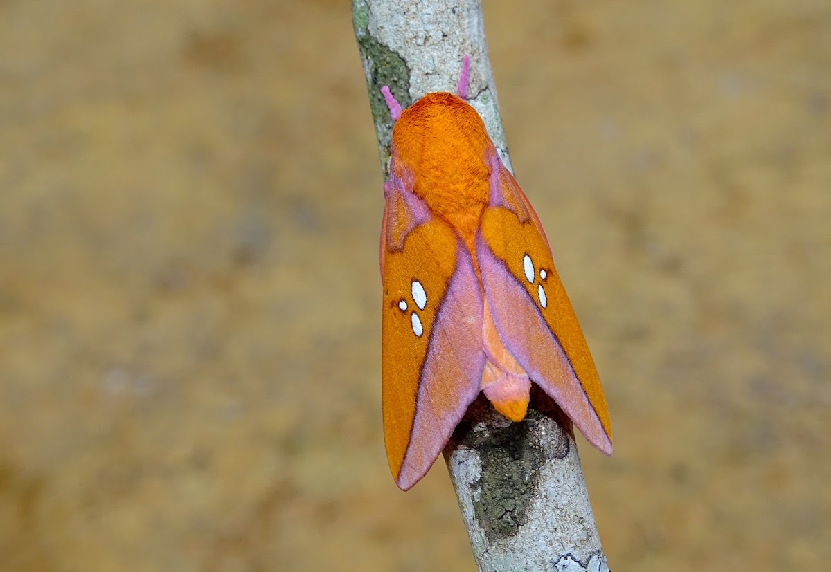 Moth - Adelowalkeria tristygma