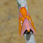 Moth - Adelowalkeria tristygma