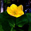 Marsh Marigold