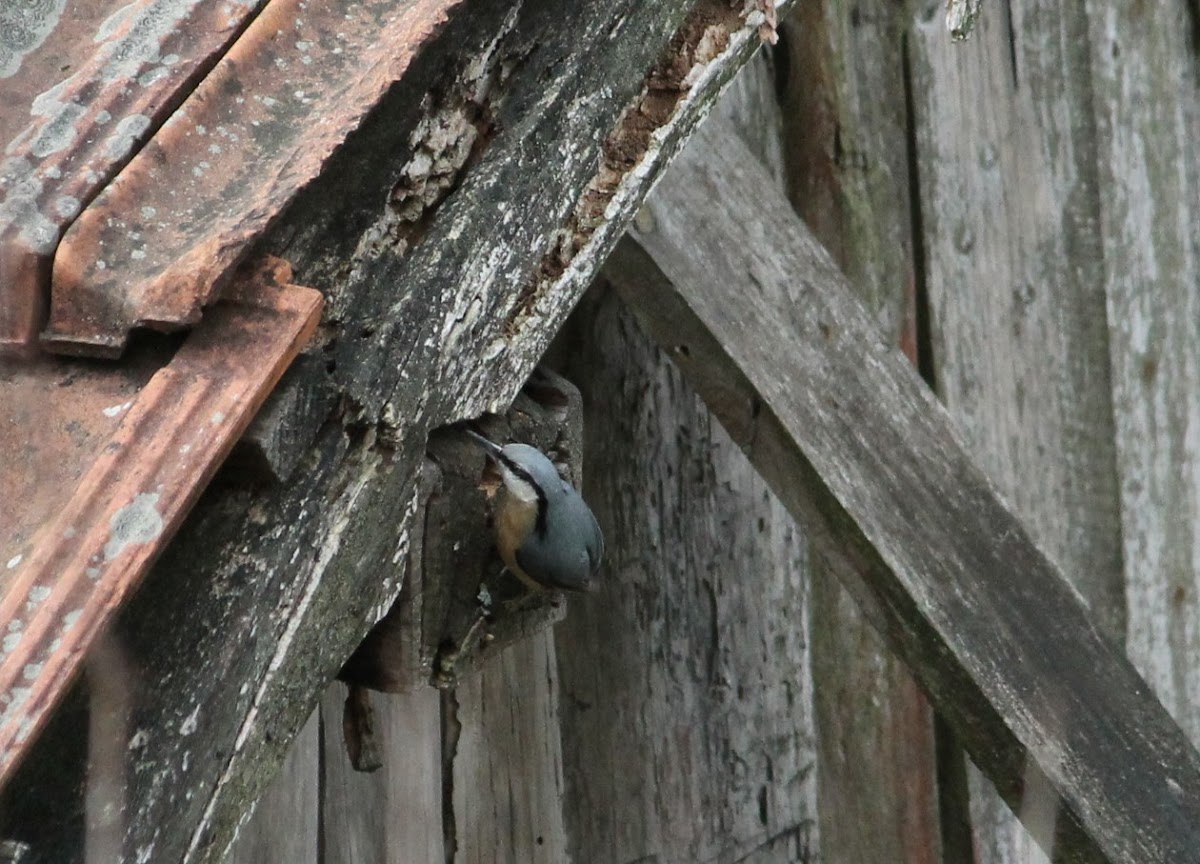 Eurasian nuthatch