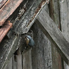 Eurasian nuthatch