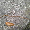 Hammerhead Worm