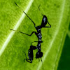 Ant mimicking mantis nymph