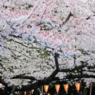 上野日式壽喜燒