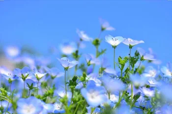 花を咲かす力を持った君