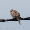 Collared Dove; Tórtola Turca